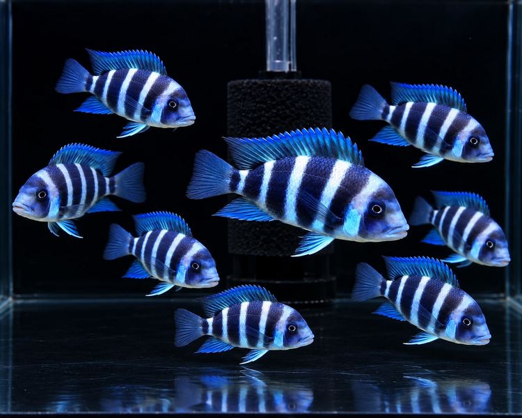 Cyphotilapia Frontosa Sambia Blue ~  3 - 5cm
